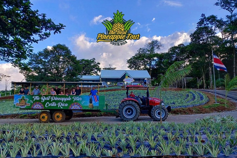 The Best Pineapple Tour
