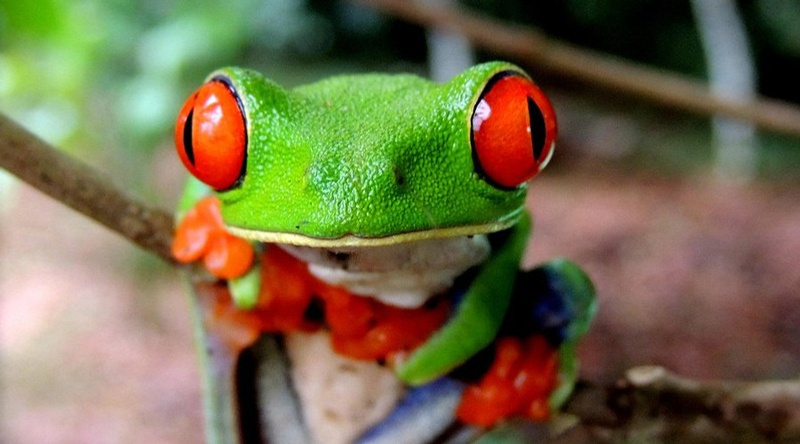Frogs Heaven