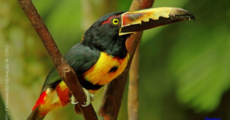 Trogons Birding